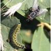 pieris brassicae larva5b